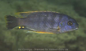 Petrotilapia microgalana im Steckbrief Petrotilapia microgalana